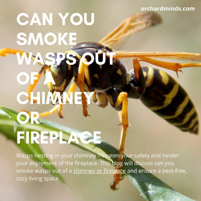 Can you smoke wasps out of a chimney or fireplace