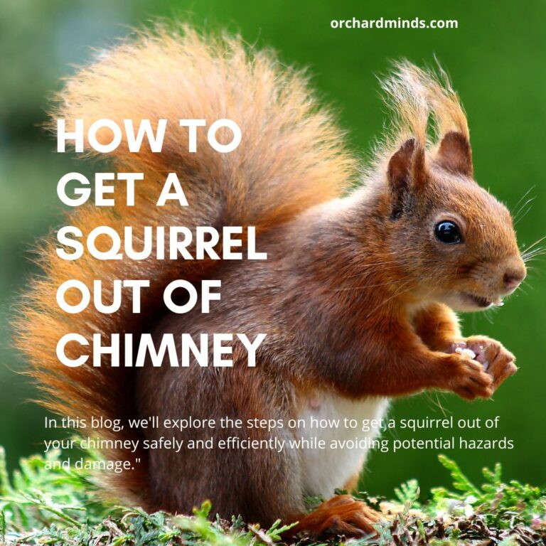 How To Get A Squirrel Out Of Chimney