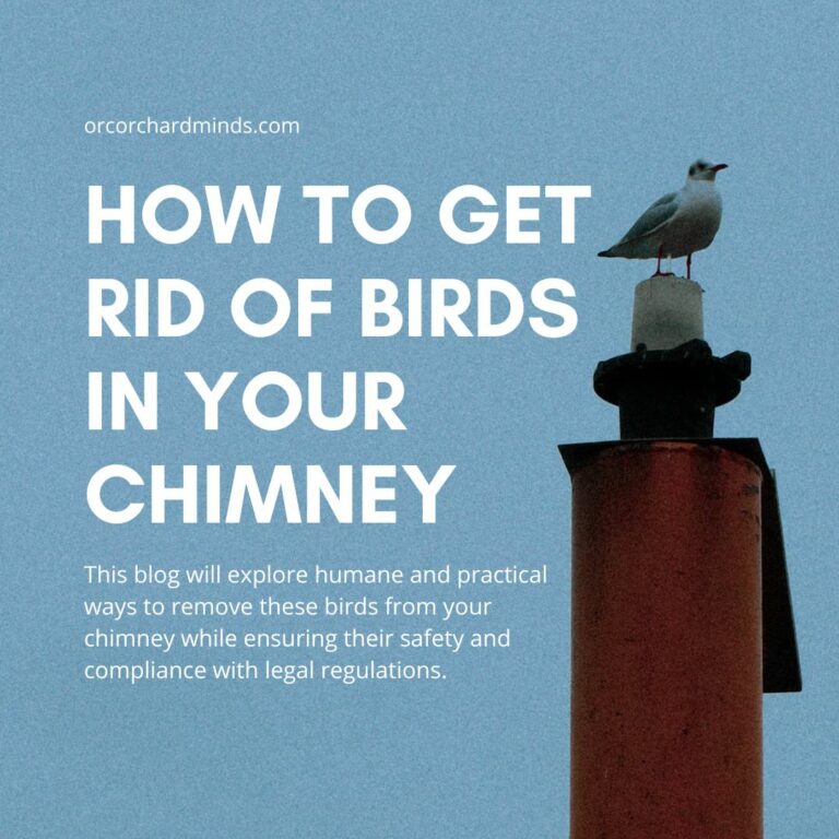 How to Get Rid of Birds in Your Chimney