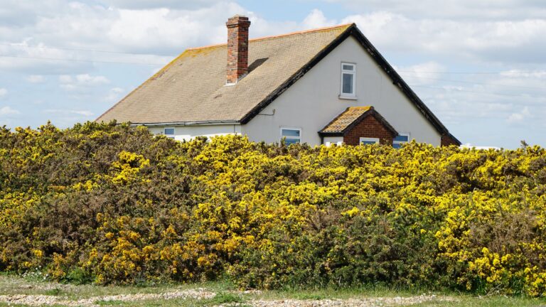 white painted house