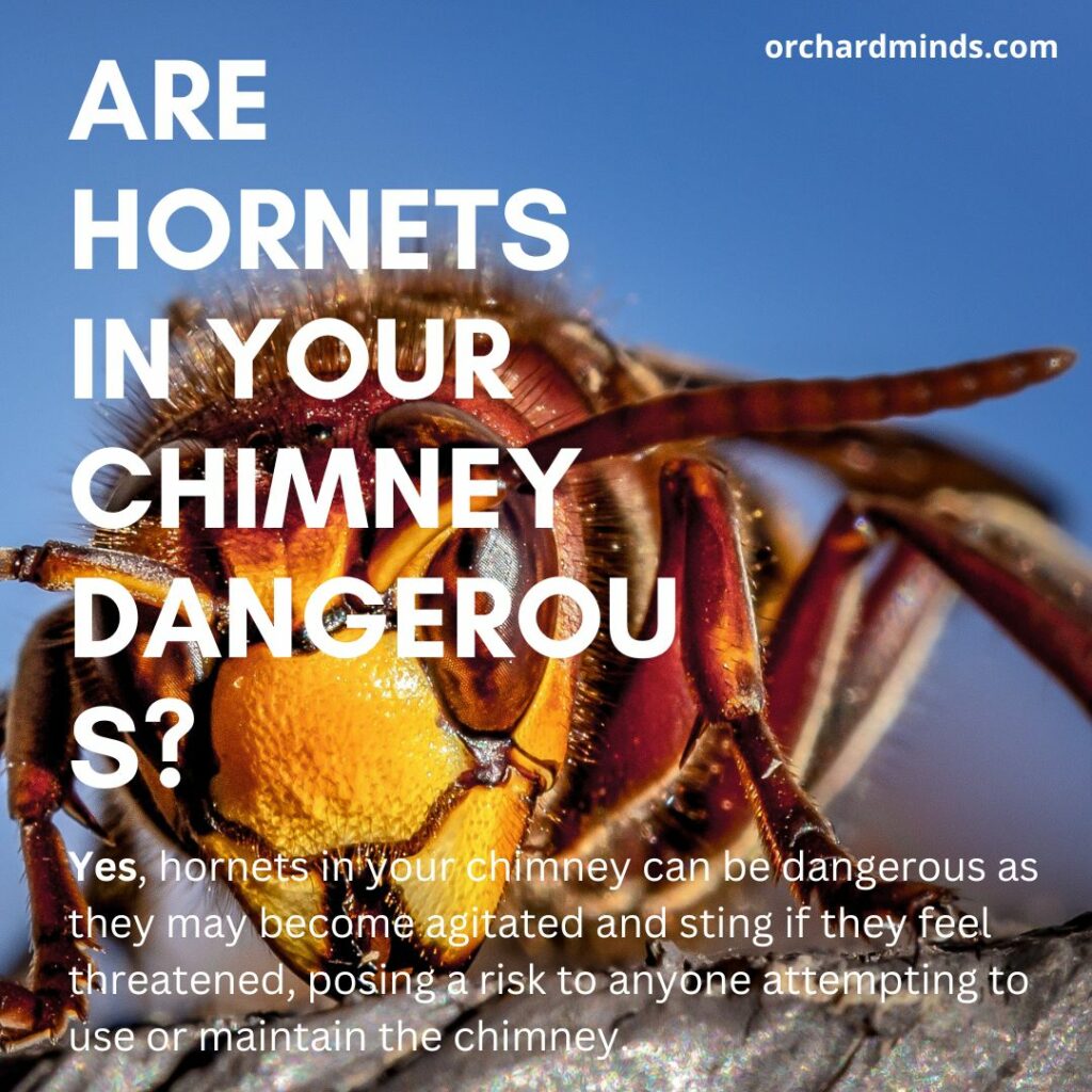 Are hornets in your chimney dangerous - How to get rid of hornets in chimney