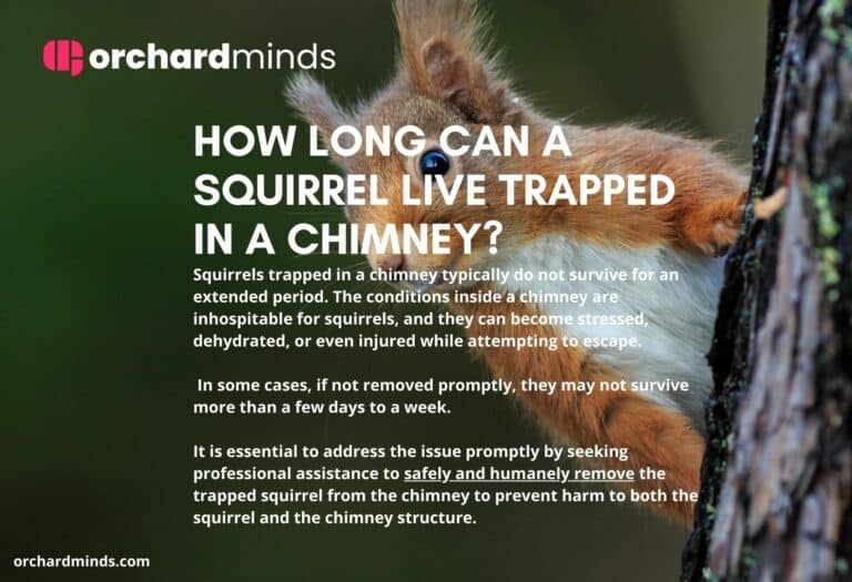 How long can a squirrel live trapped in a chimney