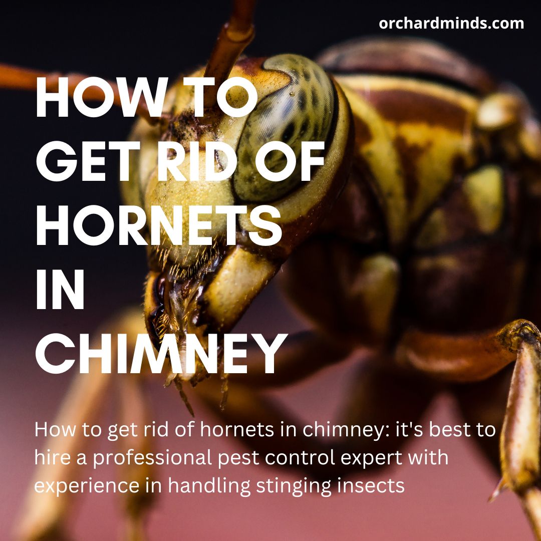 How to get rid of hornets in chimney