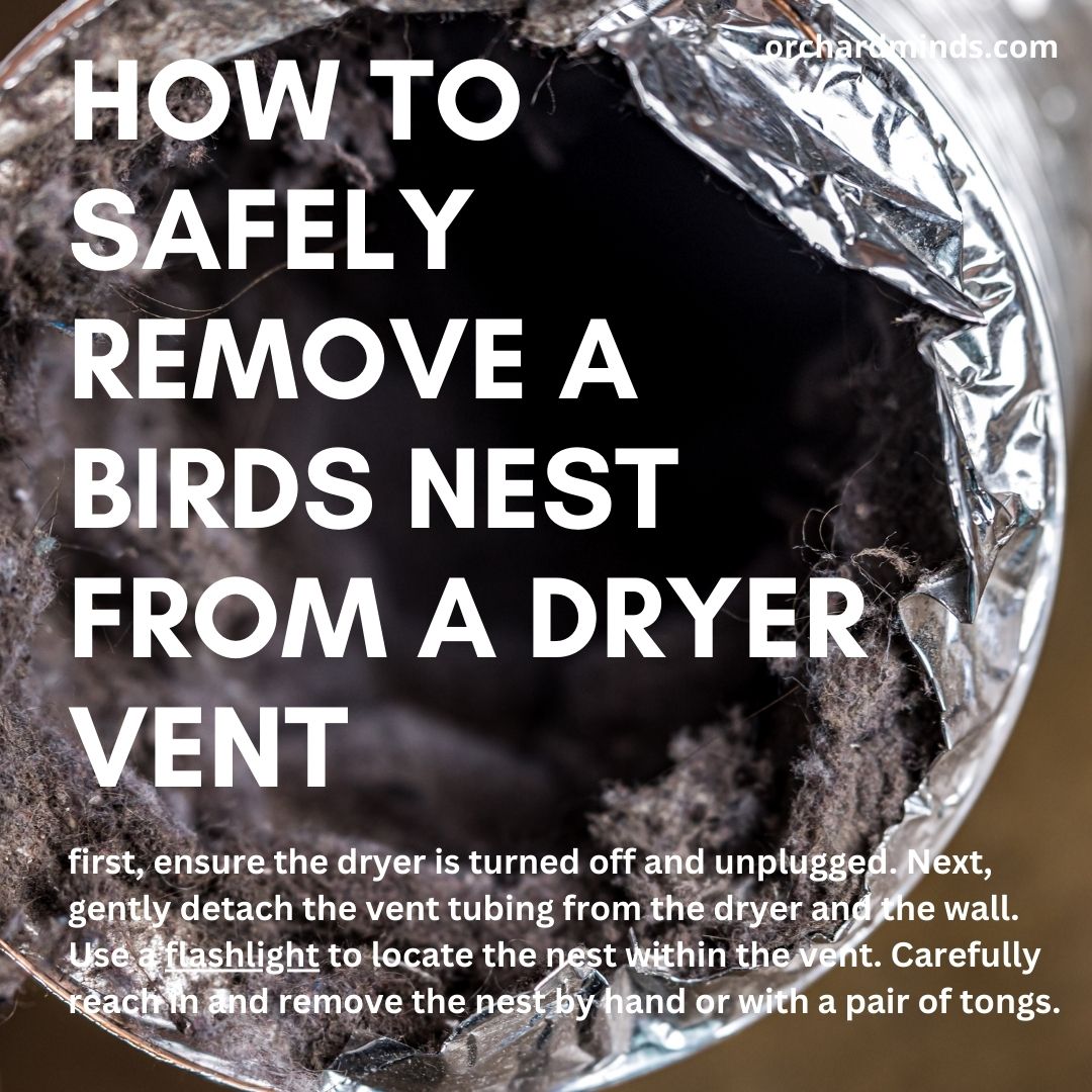 How to safely remove a birds nest from a dryer vent