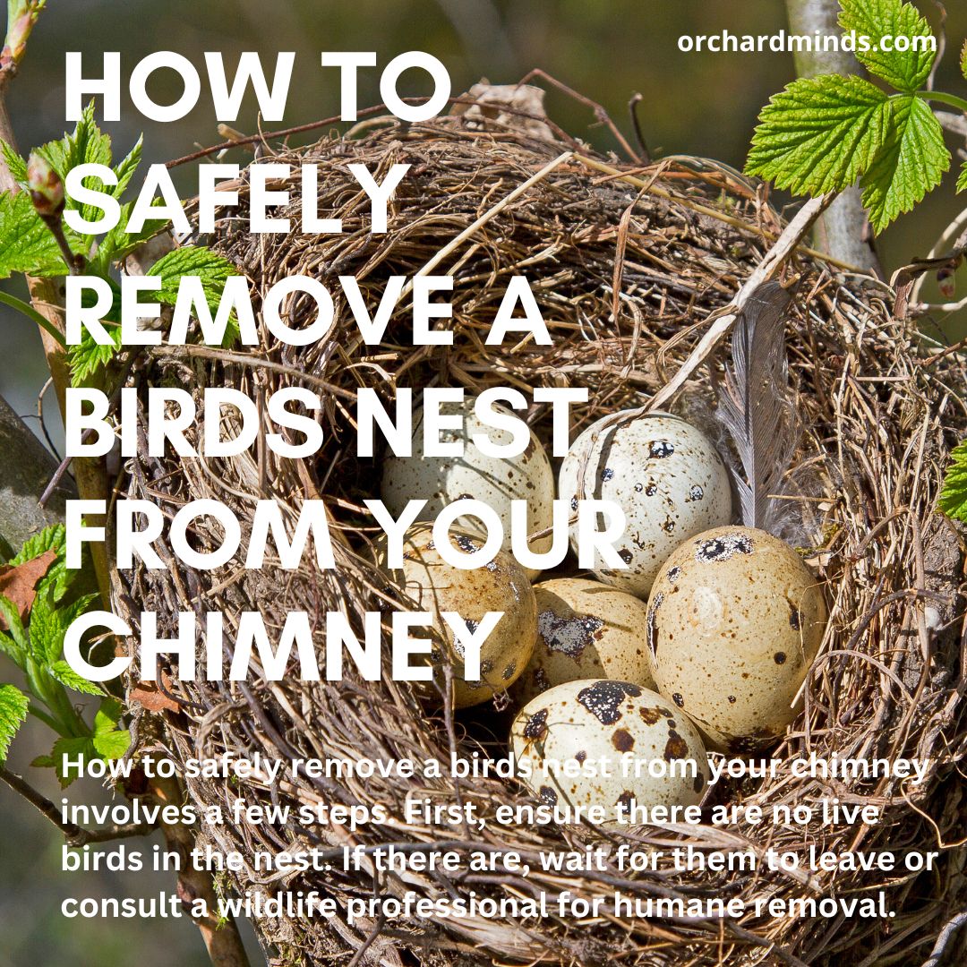 How to safely remove a birds nest from your chimney